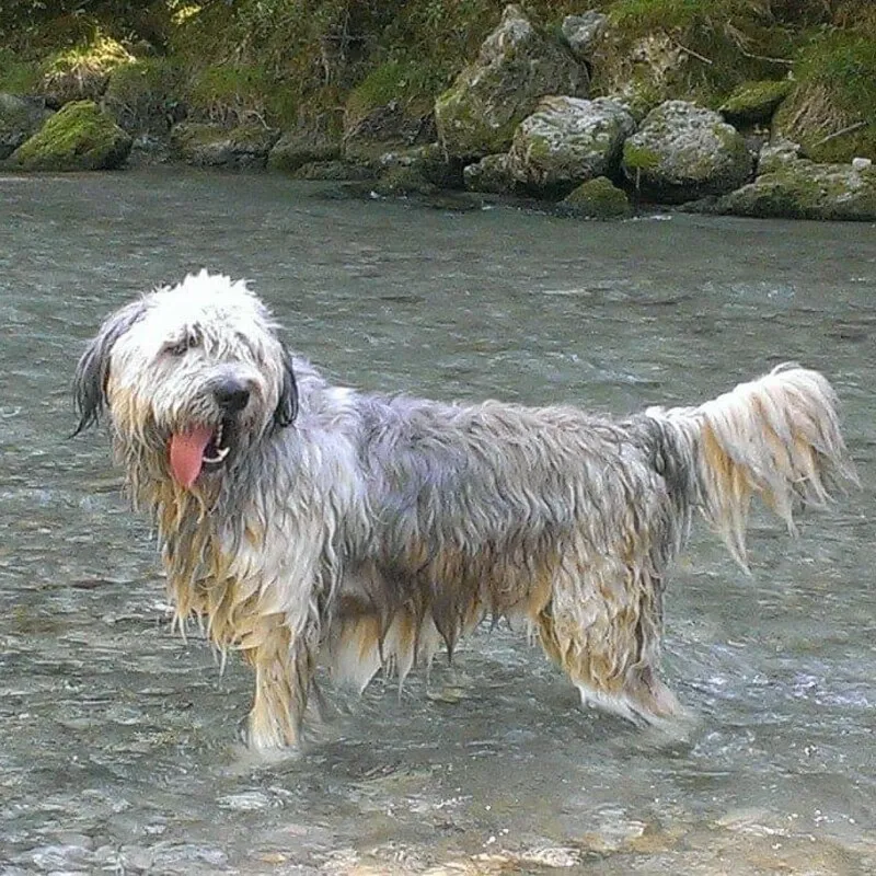 Buddy steht nass bis zum Bauch in einem Fluss