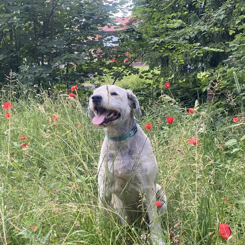 Buddy in einer hohen Sommerwiese zwischen Mohnblumen, Zunge heraus