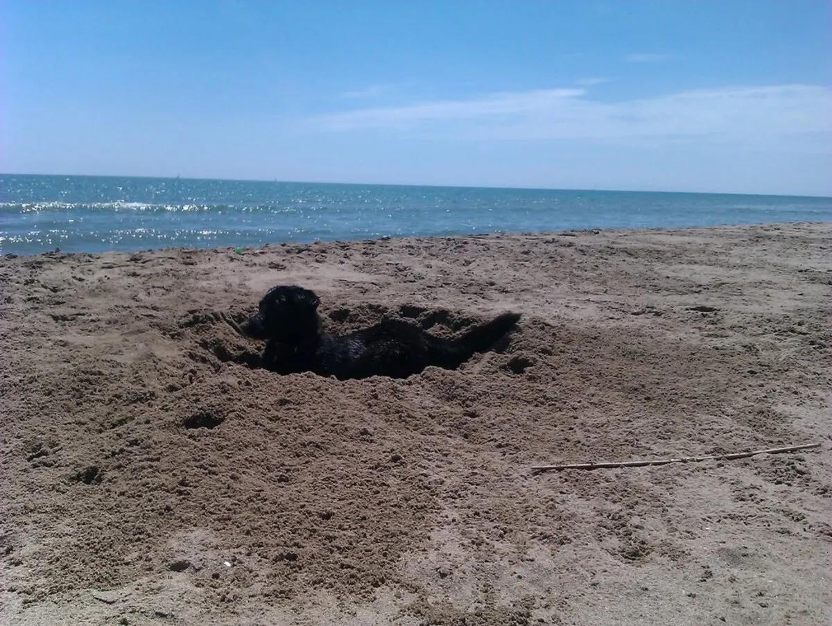 Mücke liegt am Strand in einer selbst gegrabenen Kuhle im Sand, dahinter das Meer