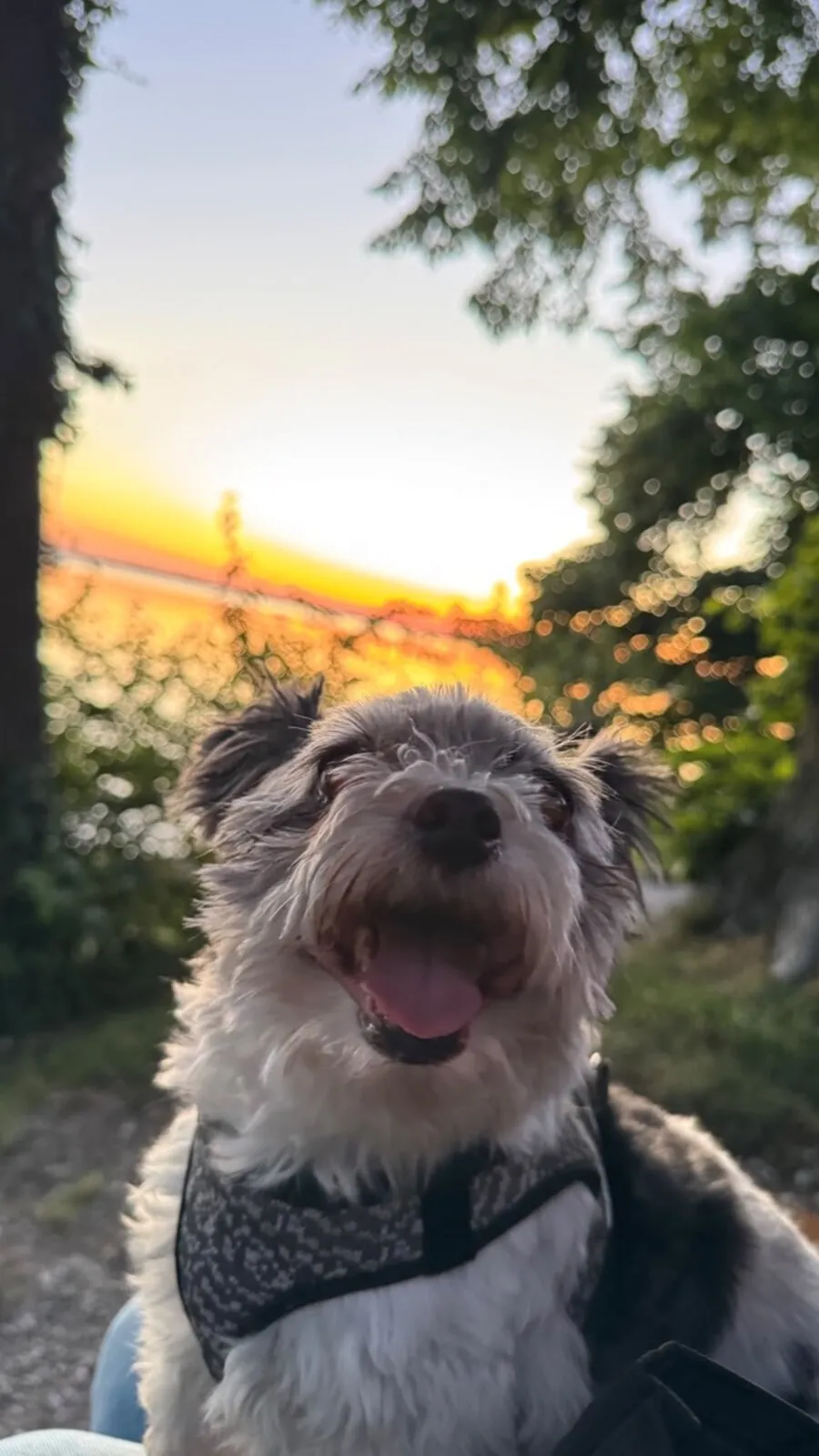 Rambo im Gegenlicht vor einem Sonnenuntergang, die Zunge heraus