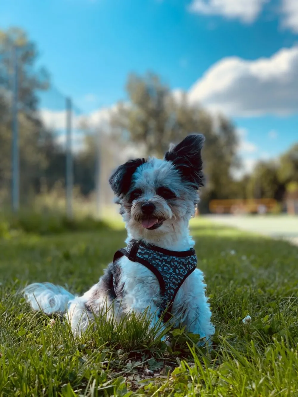 Rambo sitzt aufrecht in der Wiese, hinter ihm blauer Himmel mit Schäfchenwolken