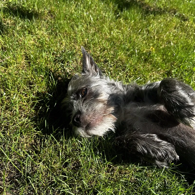 Sally liegt ausgestreckt im Gras und blinzelt in die Sonne