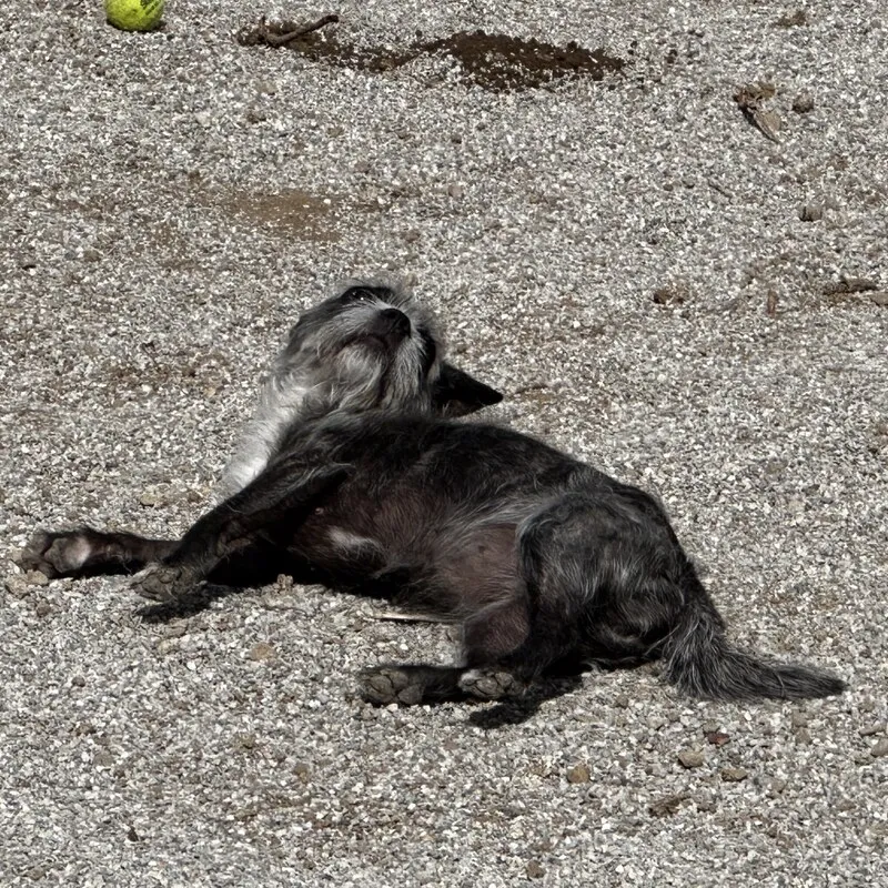 Sally liegt lang ausgestreckt auf einem Kiesweg