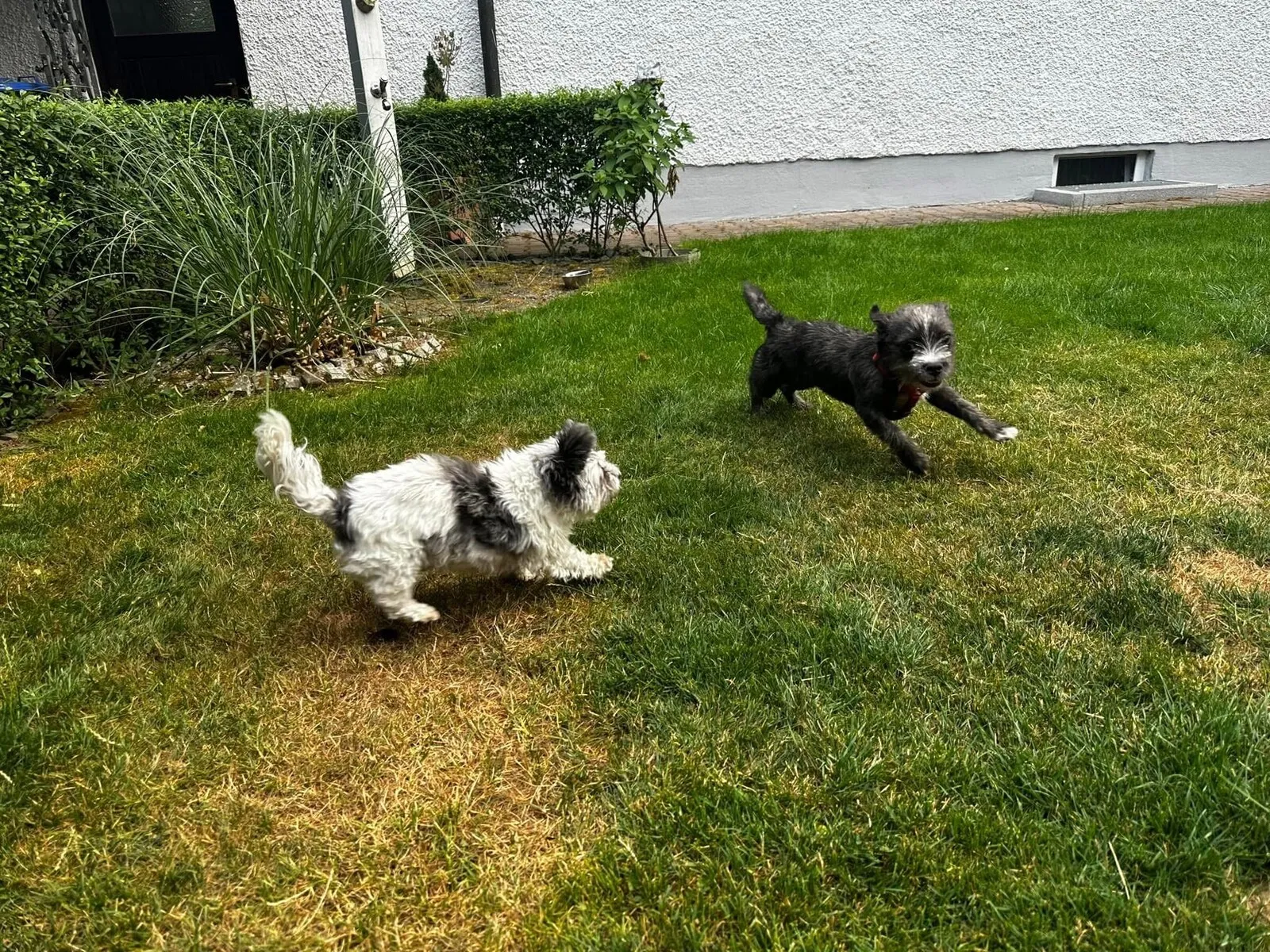 Sally und Rambo rennen über eine Wiese im Garten